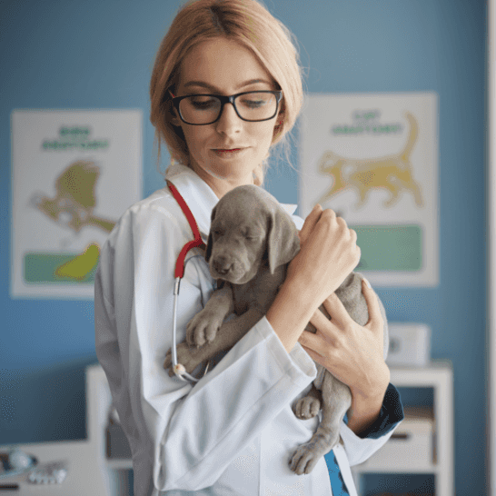 Animal health